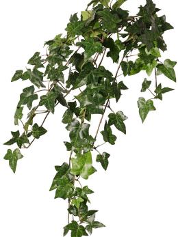 Hedera helix telecurl (Klimop)*