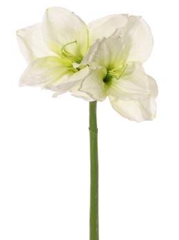 Amaryllis (Hippeastrum)*