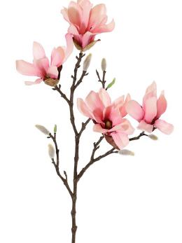 Magnolia stellata*