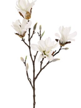 Magnolia stellata*